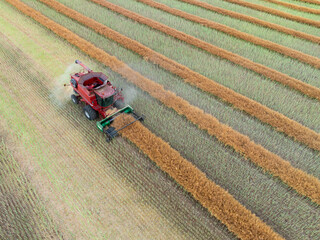 Aerial view of a harvester working on rows in a canola field