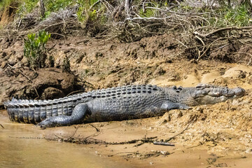 Crocodile