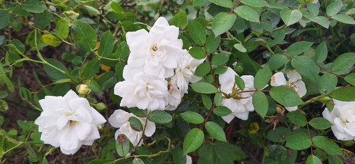white flowers in the garden