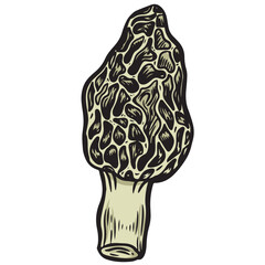 Engraved morel mushroom line drawing vector illustration.