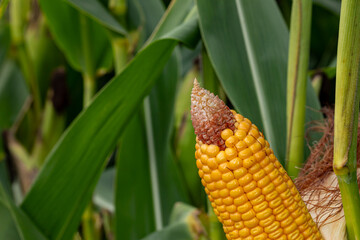 Fototapeta premium Ear of corn shucked in cornfield during summer. Grain fill, corn farming, agriculture concept.