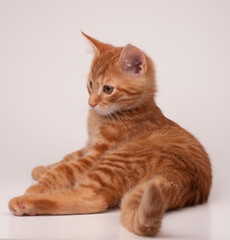 Fototapeta premium Gato ruivo deitado em um fundo branco