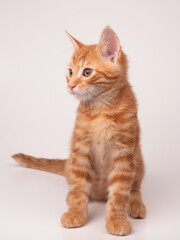 Gato ruivo sentado em um fundo branco
