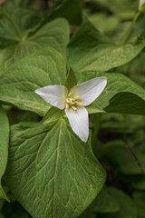 The crow's eye plant blooms in the forest