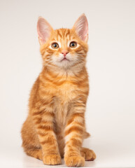 Sitting ginger cat on a white background