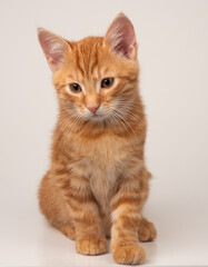 Sitzende Ingwerkatze auf weißem Hintergrund