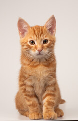 Obraz premium Gato ruivo sentado em um fundo branco