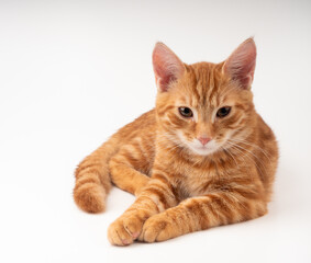 Gato pelirrojo acostado sobre un fondo blanco.