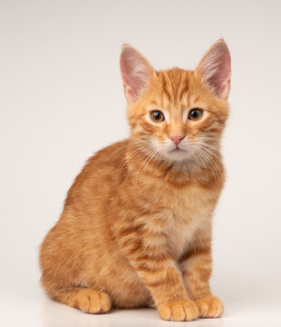 Chat roux assis sur fond blanc