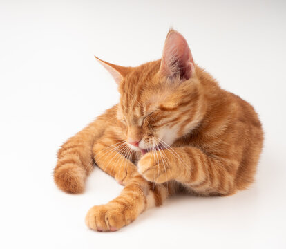 Rote Katze leckt ihre Pfote auf wei&szlig;em Hintergrund 