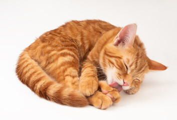 Fototapeta premium 白い背景に足をなめる赤い猫