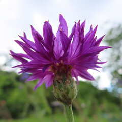 Obraz premium 日本で６月にヤグルマギクが紫色の花を咲かせています