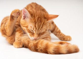Gato vermelho lambendo o rabo em um fundo branco 