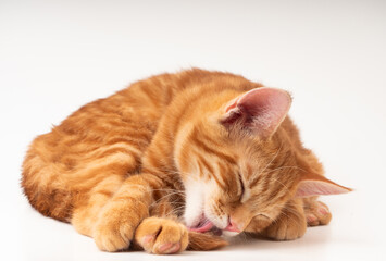 
Gato vermelho lambendo uma perna em um fundo branco