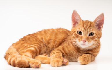  Chat roux couché sur fond blanc