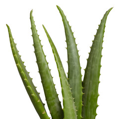 Naklejka premium TRANSPARENT PNG ULTRA HD 8K Several Aloe Vera leaves highlighting their thick, fleshy texture and slightly translucent edges