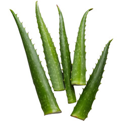 TRANSPARENT PNG ULTRA HD 8K Several Aloe Vera leaves highlighting their thick, fleshy texture and slightly translucent edges