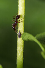 ants and aphids on plants