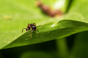 ant on a green plant