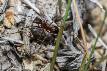ant caught a grasshopper