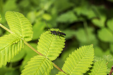 wasp-rider on a green leaf