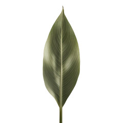 Fototapeta premium TRANSPARENT PNG ULTRA HD 8K A single bamboo leaf positioned elegantly on a neutral grey background, showcasing its slender, elongated shape and delicate veins