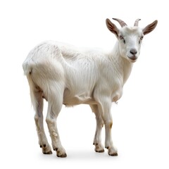 Goat isolated on white background 