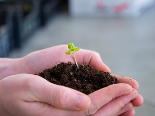 hands holding small plant in the fertile soil