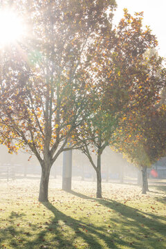 Sunlight filtering through row of deciduous trees in Autumn