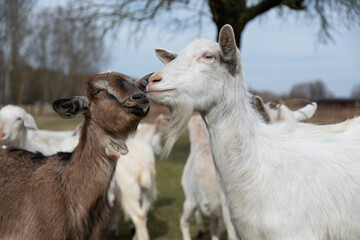 Two Goats Standing in Grass