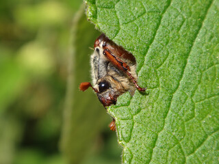 The common cockchafer (Melolontha melolontha), also known as May bug or May beetle, female feeding on a Turkish sage leaf