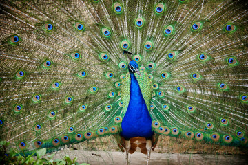 Naklejka premium Close up of the head of a vibrant blue peacock with a backdrop of iridescent feathers 