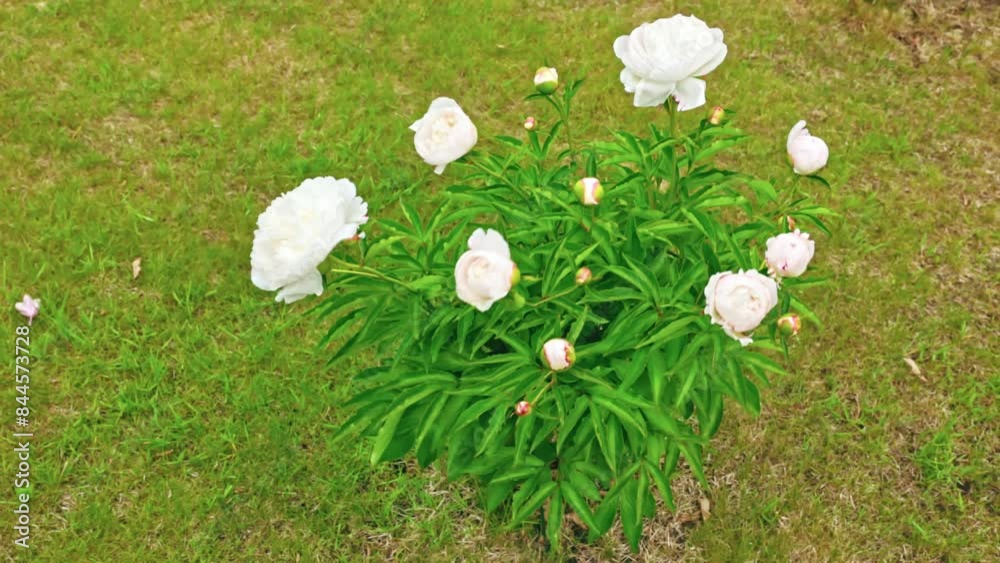 Wall mural Beautiful peony bush with vibrant white flowers swaying in the wind on a summer day in the garden.