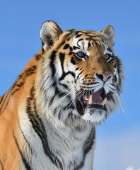 Obraz premium photo for Siberian Tiger head