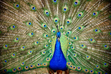 Naklejka premium Close up of the head of a vibrant blue peacock with a backdrop of iridescent feathers 