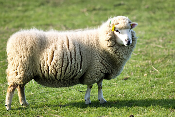 Obraz premium ram in the field. big gray fluffy ram stands on a green field with sun glare close up animal concept
