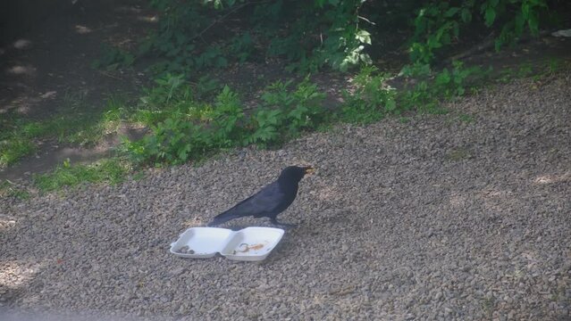 Urban wildlife, funny crow bird seeking food and finding  lunch box.  Animal behavior. Humor