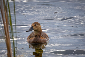 A female common pochard swims in calm water with reflection towards the camera lens on a cloudy summer day.