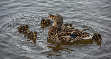 duck and ducklings swim on the lake