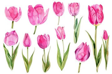 A Collection of Watercolor Tulip Flower in a Spring Floral Blossom Set
