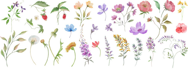 Watercolor floral set. Hand drawn illustration isolated on white background. Vector EPS.