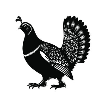 black quail bird standing, white background clip art preview