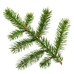 Obraz premium fir tree branch isolated on white background