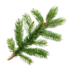 Fototapeta premium fir tree branch isolated on white background