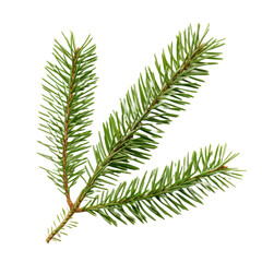 Naklejka premium fir tree branch isolated on white background