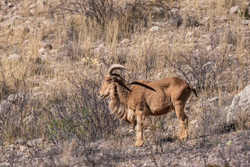 Profile view of a barabary bighorn sheep