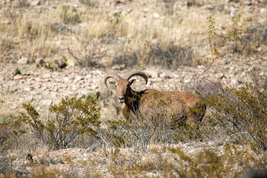 Barbary sheep hiding behind bushes
