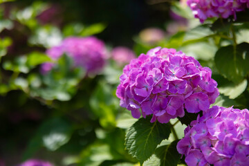 A hydrangea flower at the garden in the public park close up
