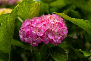 Fototapeta premium A hydrangea flower at the garden in the public park close up