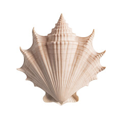 Obraz premium TRANSPARENT PNG ULTRA HD 8K A delicate seashell, its intricate patterns and gentle curves are a testament to the artistry of nature's hand